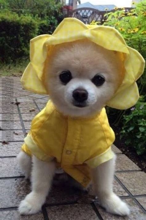 Amazon.com has been visited by 1m+ users in the past month 35 Cute Pictures Of Pets Wearing Clothes
