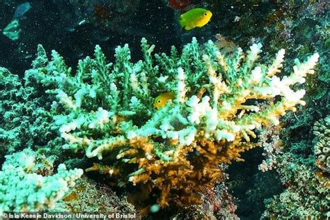 Siren Song Great Barrier Reef Could Be Revived By Playing Sounds Of