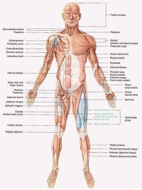 Orientation and landmarks to memorize. muscular system definition - ModernHeal.com