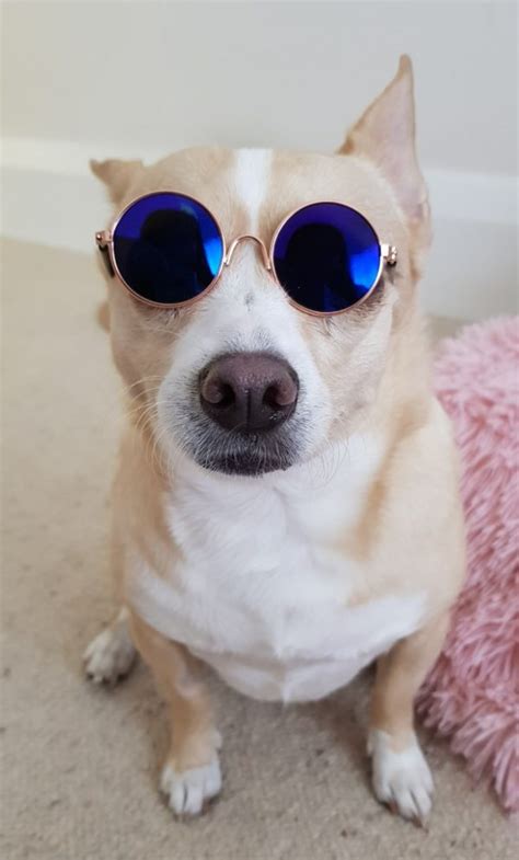 Dog Sunglasses Gemma And Ollie