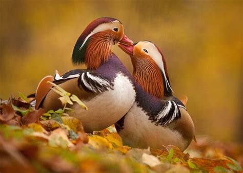 Mandarin Duck Couple