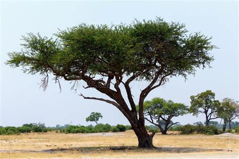 Large Acacia Tree In The Open Savanna Plains Africa Typical Large
