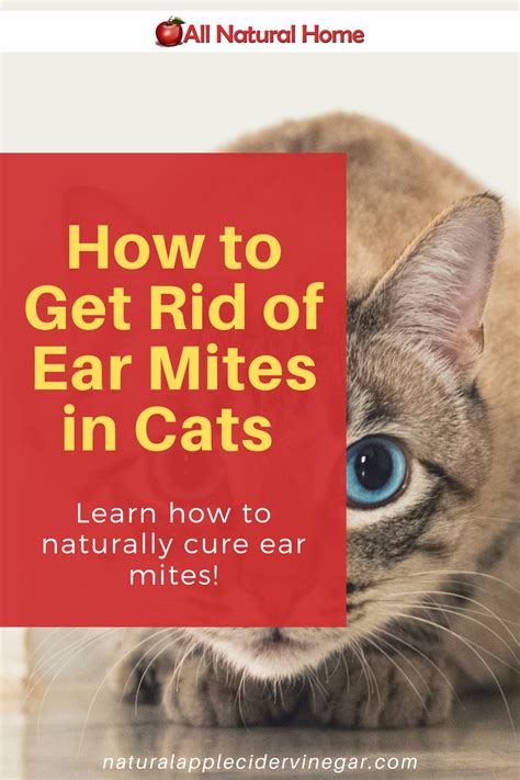Tresaderm For Cats Ear Mites Cat Meme Stock Pictures And Photos