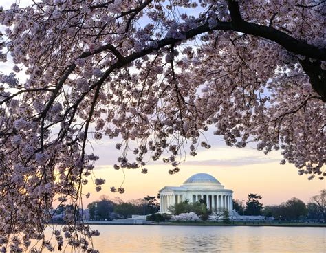 See A Map Of The Cherry Blossoms In Washington Dc Cherry Blossom