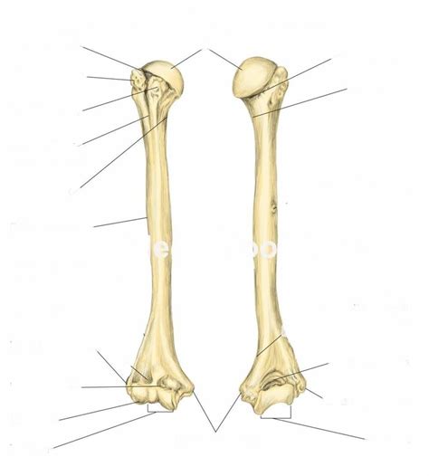 Unlabeled Humerous Bone The Humerus Is The Single Bone Of The Upper