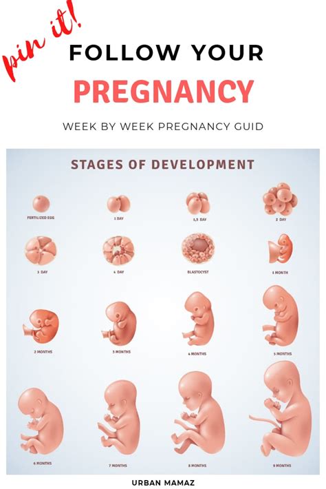 Pregnancy Week By Week Guide Pregnancy Stages Urban Mamaz