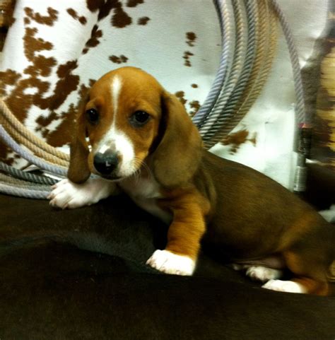 Bryan county is a county located in the u.s. Stepp Kidz Puppies | Dachshund Breeder | Calera, Oklahoma