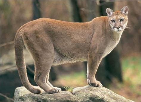 The Cougar Panther Puma Or Mountain Lion Americas Second Largest