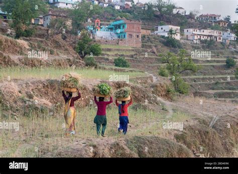 The Image Of Local Village Ladies Returning Home In The Evening In Sitlakhet Almora In Kumaon