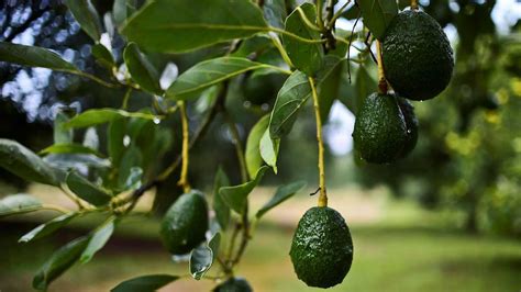 Avokado Ne Zaman Meyve Verir Avokado Ağacı Nasıl Dikilir
