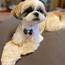 15 Amazing Facts About Shih Tzu You Probably Never Knew  Page 4 Of 5