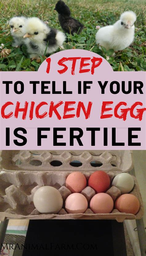 How To Tell If Your Chicken Egg Is Fertile Artofit