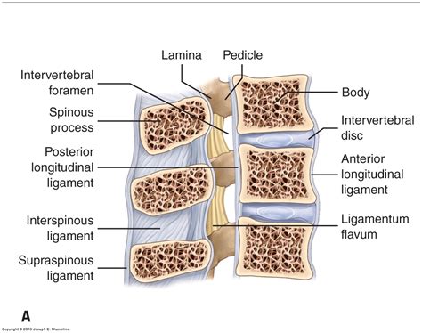 Ligaments Fascial Tissue Of The Neck Cervical Spine