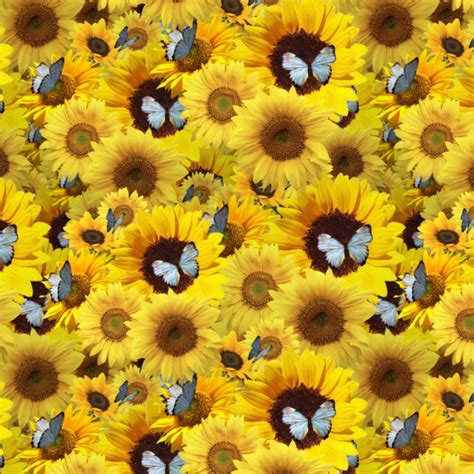 Sunflowers And Butterflies 22 Pattern