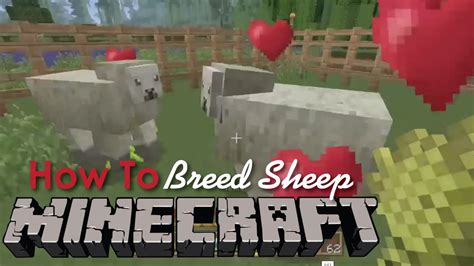 How To Breed Sheep In Minecraft Youtube