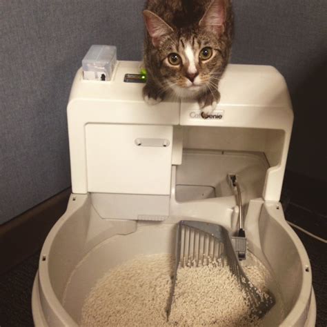 Why Working With An Office Cat Is Awesome Catgazette