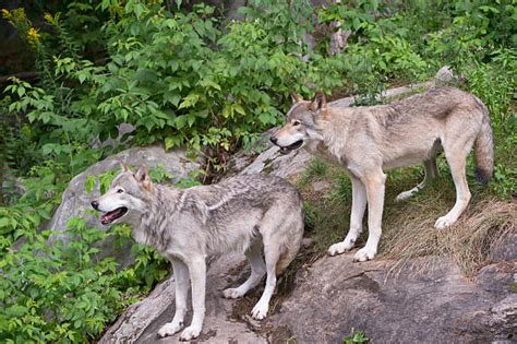 60 Timberwolves Animal Stock Photos Pictures And Royalty Free Images