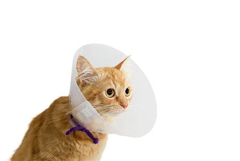 Wounds on a cat's skin can be caused by allergic reactions, parasitical infestation, various infections as well as trauma from fighting. Cat bite wound abscess treatment - Wound Care Society