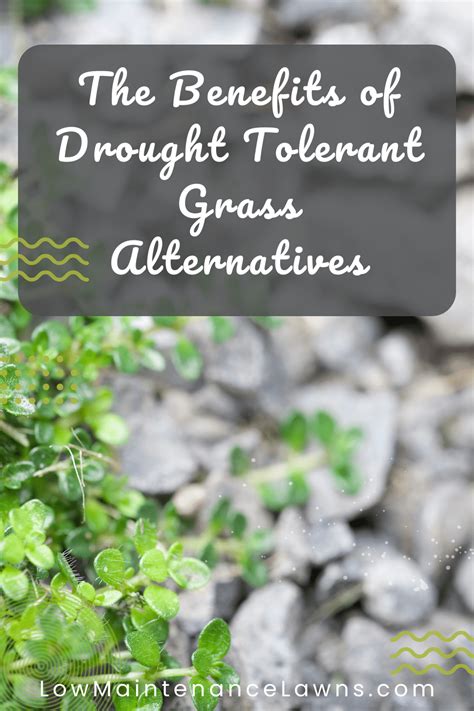 The Benefits Of Drought Tolerant Grass Alternatives Transforming Your