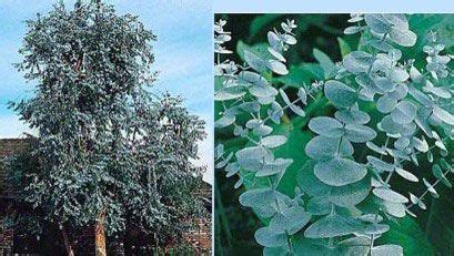 How can i tell if my young tree is healthy and growing? Pin on Garden