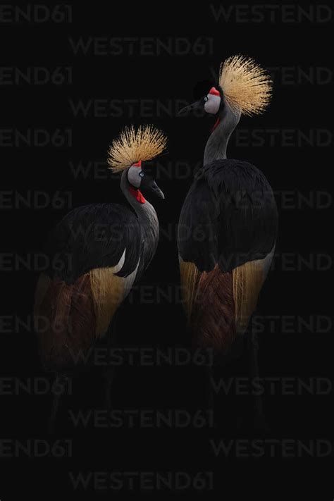 Graceful Large Sized Birds With Pointed Long Beaks And Necks With