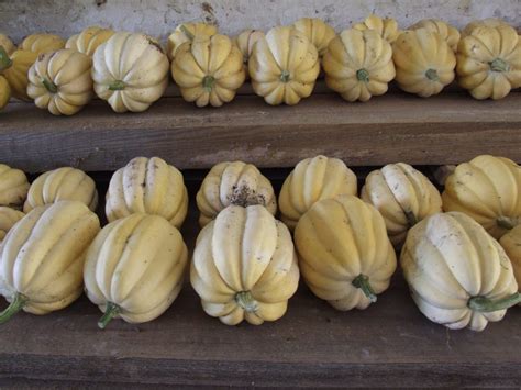 Maybe you would like to learn more about one of these? Kürbis "White Acorn" - Samenbau Nordost Kooperative