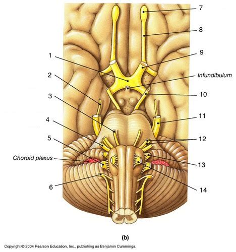 cranial nerves locations flashcards quizlet