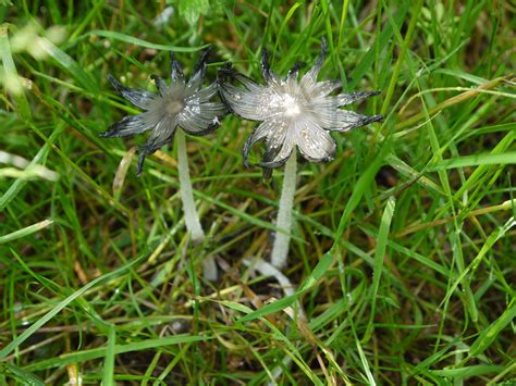 Old Coprinopsis Lagopus Hares Foot Inkcap Wild Mushrooms Mushroom