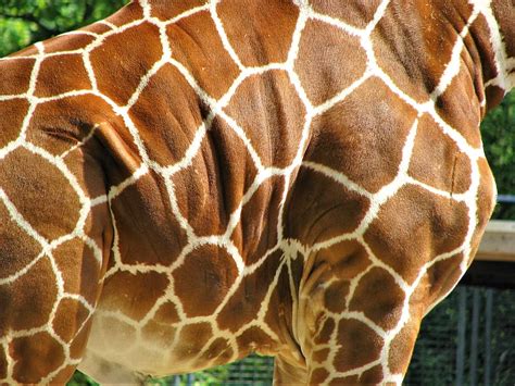 Hd Wallpaper Nature Animal Wild Animals Skin Giraffe Pattern