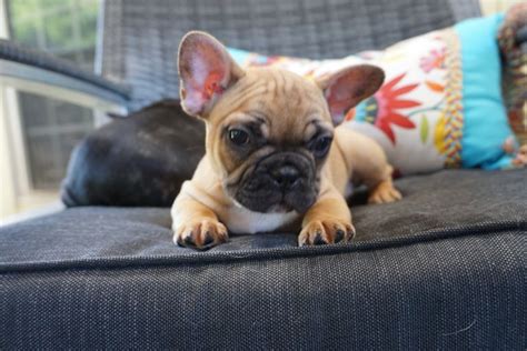 Champion breeder of over 35 years. French Bulldog Puppies California Bay Area | Top Dog ...