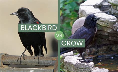 Blackbird Vs Crow Differences And Similarities