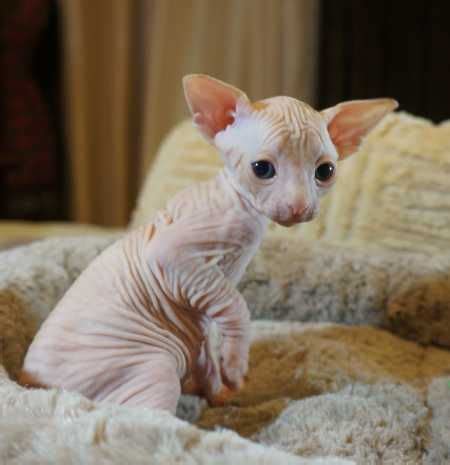 Please be sure to read our adoption process! sphynx cats for adoption | Cats and Kittens - For Sale Ads ...