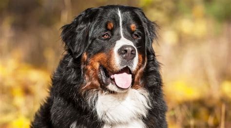 Do Bernese Mountain Dogs Like Snow