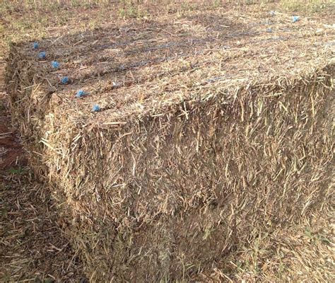 36 Bales X Canola Hay Protein 177 Conditioned And Chopped Farm Tender