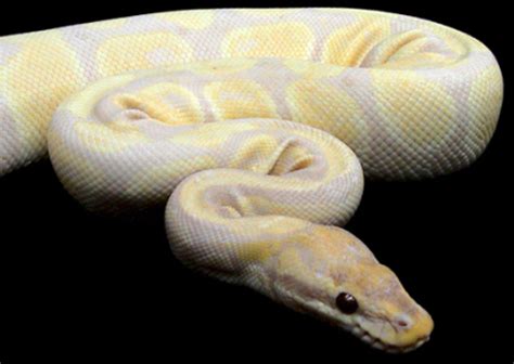 Why did my baby ball python die? World's most expensive pets - Page 6