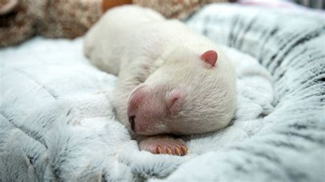 See An Adorable Polar Bear Cub Dream As It Slumbers At An Ohio Zoo