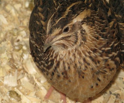 Hatching And Brooding Coturnix Quail Community Chickens Hot Sex Picture
