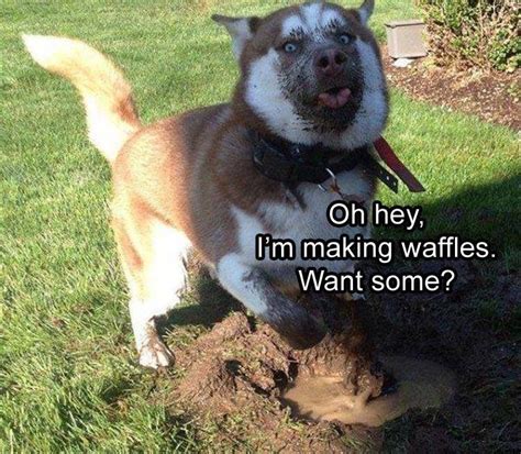 Dog Playing In The Mud Funny Husky Meme Funny Dogs Dog
