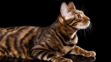 The 10 Most Expensive Cat Breeds In The World Mental Floss