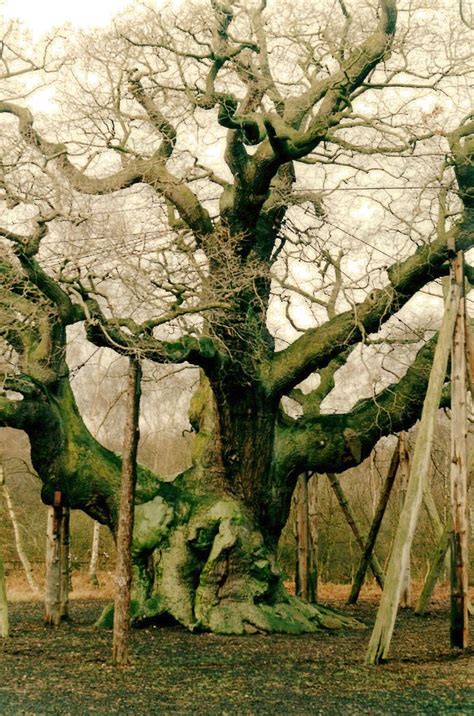 Nottingham Forest Robin Hood Tree