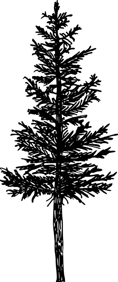 5 Pine Tree Silhouette Drawing PNG Transparent OnlyGFX Com