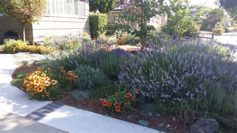 City Water Rebate For Low Water Landscaping