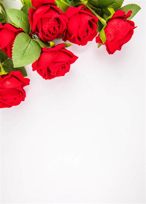 Background Foto Ilustrasi Fotografi Tanaman Bunga Mawar Kelopak Bunga