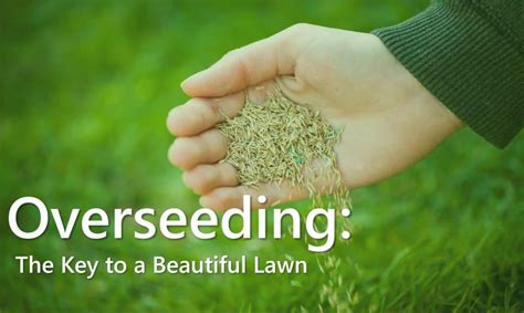How to prepare a lawn for overseeding. Overseeding: The Key to a Beautiful Lawn - LawnStar