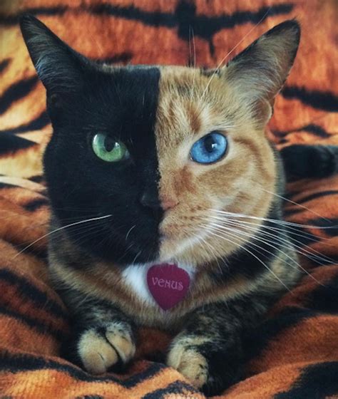 This means they have random patches of x inactivation from one of their two x chromosomes. Venus the Two-Faced Cat One half is solid black with a ...