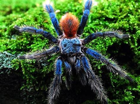 Pterinopelma sazimai brazilian blue grammostola rosea chilean rose tarantula. Brazilian Blue Dwarf Tarantula for Sale | Reptiles for Sale