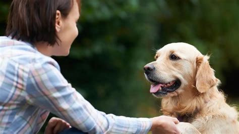 Tu Perro Te Entiende Cuando Lloras Y Corre Para Ayudarte