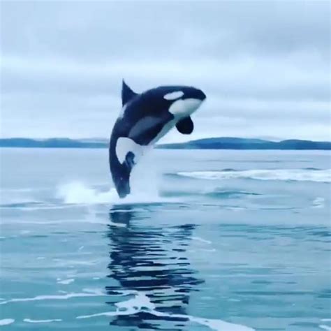 Stunning Video Of Orca Breaching Near Victoria Makes A Big Splash