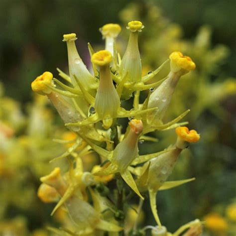 https://www.plantpref.co.uk/all-perennials/linaria-vulgaris-f-peloria.html