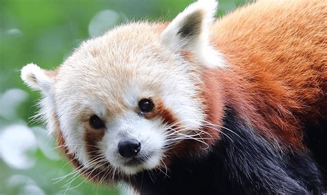 The Role Of Zoos In Red Panda Conservation